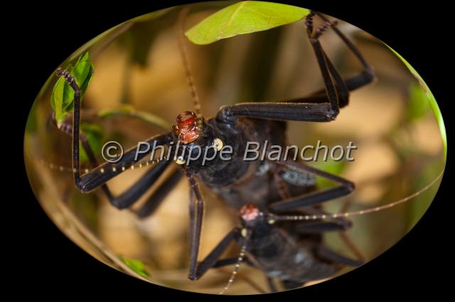 peruphasma schultei.JPG - Peruphasma schulteiPhasme péruvien de SchultePhasmatodea, PseudophasmatidaeElevage, Palais de la Découverte, Paris